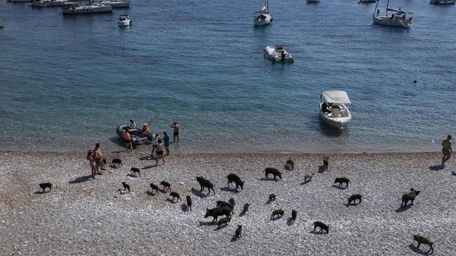 Di pulau kecil Atokos, Yunani, wisatawan bisa berenang bersama kawanan babi hitam di pinggir pantai.
