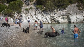 Di pulau kecil Atokos, Yunani, wisatawan bisa berenang bersama kawanan babi hitam di pinggir pantai.