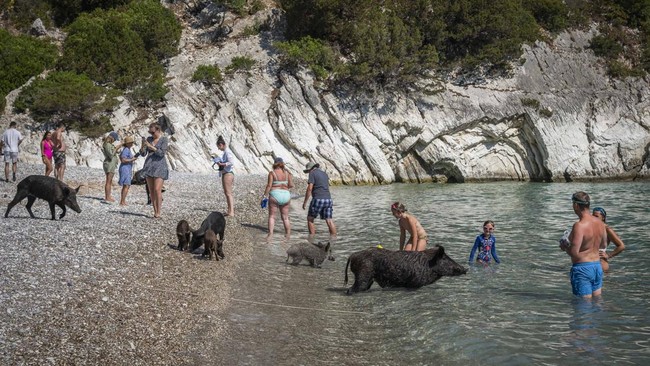 Di pulau kecil Atokos, Yunani, wisatawan bisa berenang bersama kawanan babi hitam di pinggir pantai.