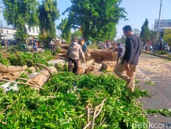 Belasan Polisi Sidoarjo Turut Evakuasi Pohon Tumbang yang Lukai 2 Pemotor