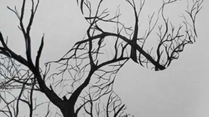 Tes Kepribadian: Gambar Orang atau Pohon yang Kamu Lihat Pertama? Ini Artinya tentang Kepribadianmu...
