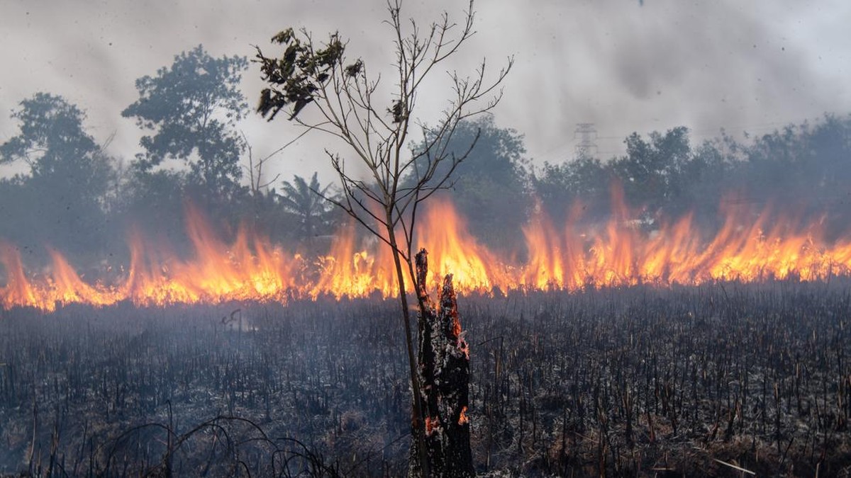 15 Daerah di Sumsel Ditetapkan Jadi Zona Merah Karhutla