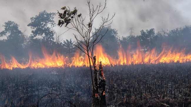 15 Daerah di Sumsel Ditetapkan Jadi Zona Merah Karhutla