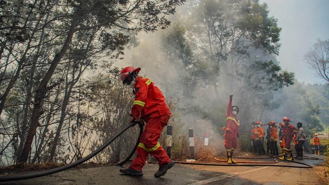 Api Karhutla Bromo Merembet ke Jalan Raya Malang-Lumajang