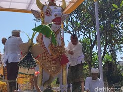 Khidmat Palebon Ibunda Rai Mantra Diiringi Lembu Putih