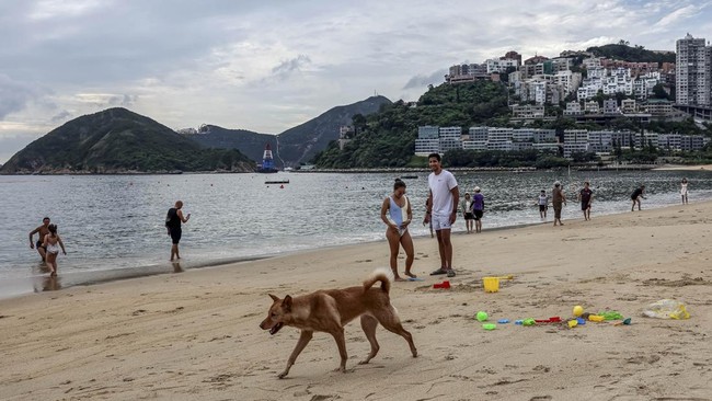 A dog walks past people on Repulse Bay Beach in Hong Kong, China, August 31, 2026. REUTERS/Tyrone Siu