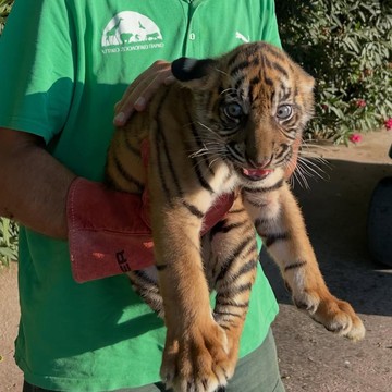 Kabar Baik! 3 Harimau Sumatra yang Terancam Punah Lahir di Yunani
