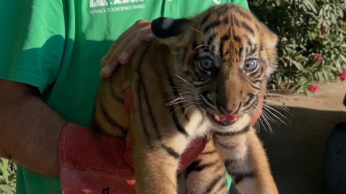 Kabar Baik! 3 Harimau Sumatra yang Terancam Punah Lahir di Yunani