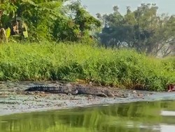 Buaya Besar Muncul Saat Perahu Rombongan Guru Melintas di Sungai Sidoarjo