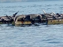Heboh Kemunculan Buaya di Pantai Flores Timur, Warga Diminta Tak Melaut