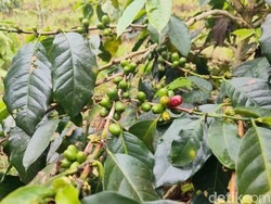 Dari Lereng Ciremai Identitas Kopi Dijaga, Bersiap Tebar Pesona ke Dunia