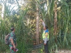Suami Cari Tangga Hilang, Malah Temukan Istri Gantung Diri di Pohon Durian