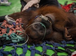 Mama Penja si Orang Utan Jadi Korban Karhutla, Alami Luka Bakar di Kaki