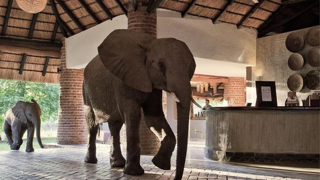 Hotel Unik, Lobinya Dibiarkan Jadi Jalur Kawanan Gajah Liar Melintas