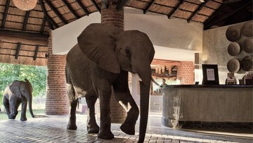 Keajaiban di Zambia: Ketika Kawanan Gajah Liar Bebas Santai Melintasi Lobi Hotel Mewah Ini
