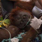 Satwa Jadi Korban Karhutla, dari Bekantan hingga Orang Utan