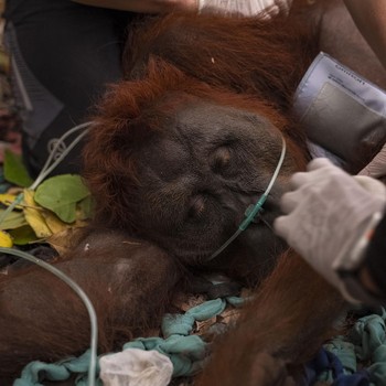 Satwa Jadi Korban Karhutla, dari Bekantan hingga Orang Utan