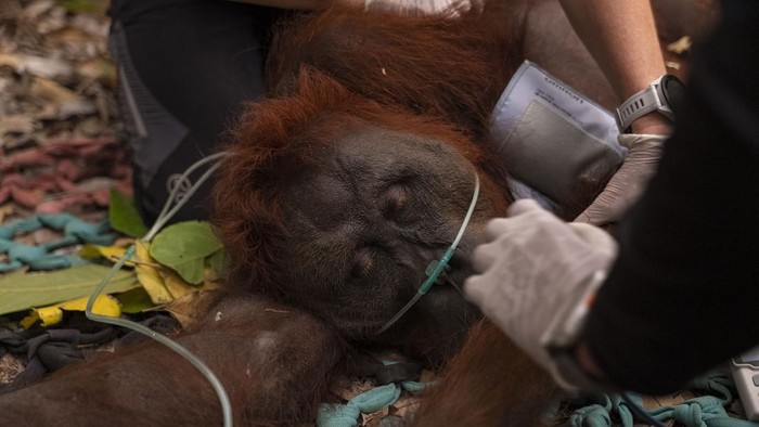 Satwa Jadi Korban Karhutla, dari Bekantan hingga Orang Utan
