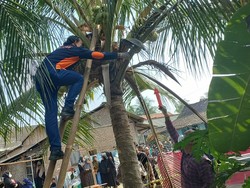 Gagal Panen Padi, Pria Lansia di Lampung Gantung Diri di Pohon Kelapa