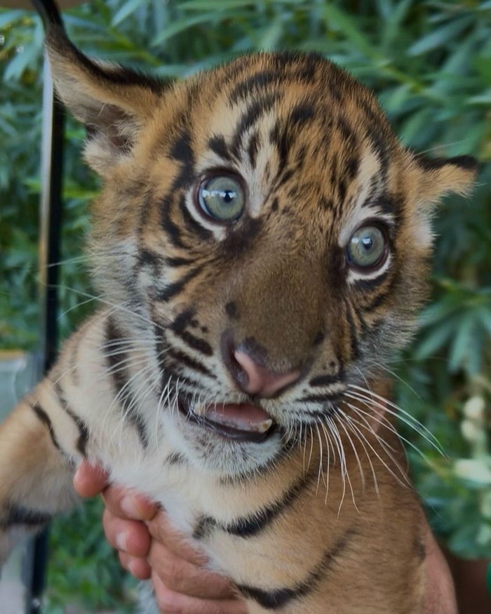 Tiga harimau Sumatra lahir di Yunani