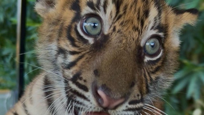 Tiga harimau Sumatra lahir di Yunani