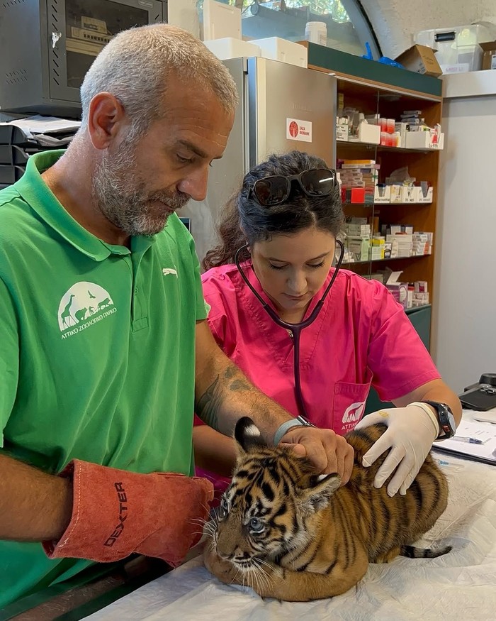 Tiga harimau Sumatra lahir di Yunani. Harimau Sumatra hanya ditemukan di Indonesia