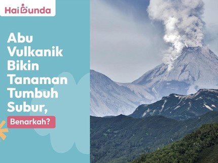 Abu Vulkanik Bikin Tanaman Tumbuh Subur, Benarkah?