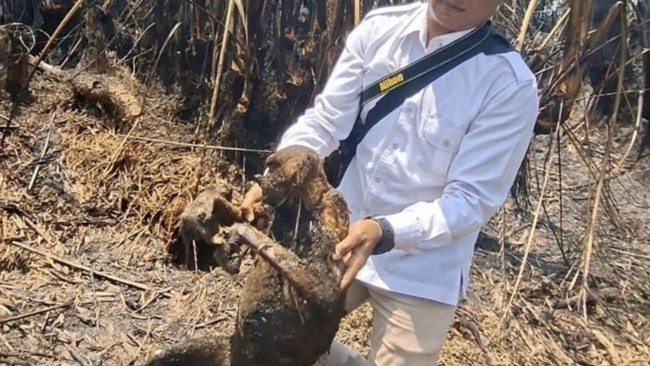 12 Bekantan Mati Gosong Akibat Kebakaran Hutan di Kalimantan Selatan