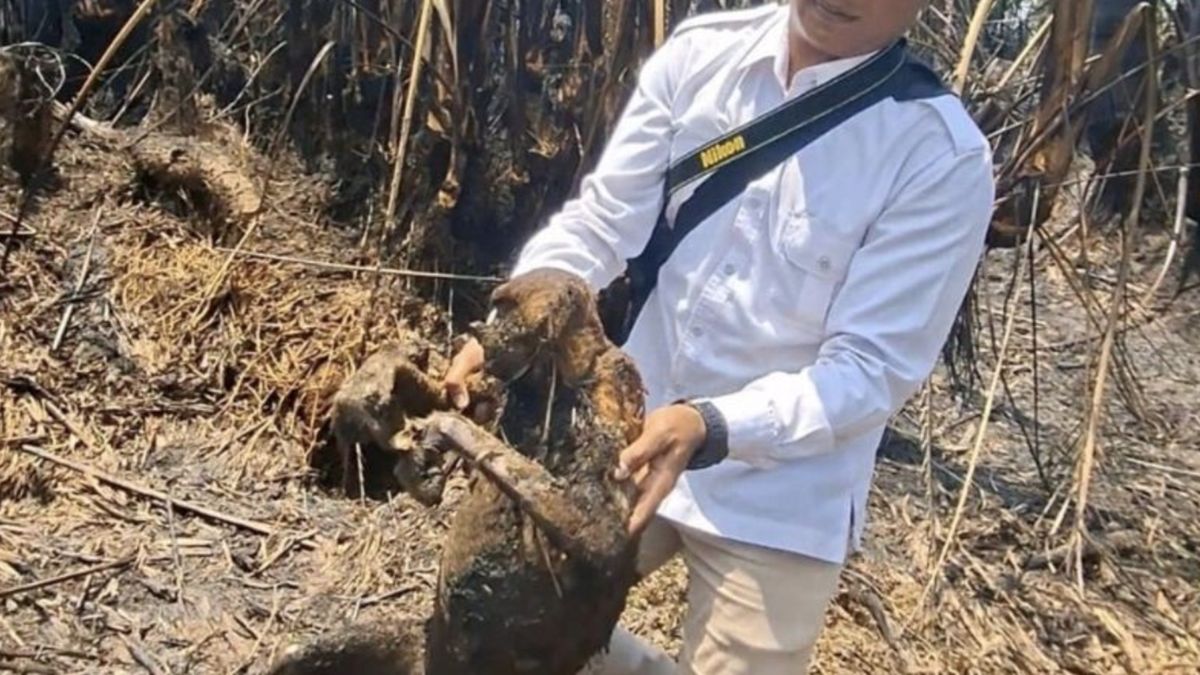 12 Bekantan Mati Gosong Akibat Kebakaran Hutan di Kalimantan Selatan