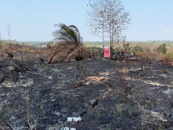 Karhutla IKN Kembali Berasap Usai Dipadamkan, Menhut: Keroyokan Lagi