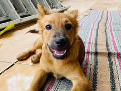 2 Anjing Warga Mijen Semarang Mati Misterius, Pemilik Lapor Polisi