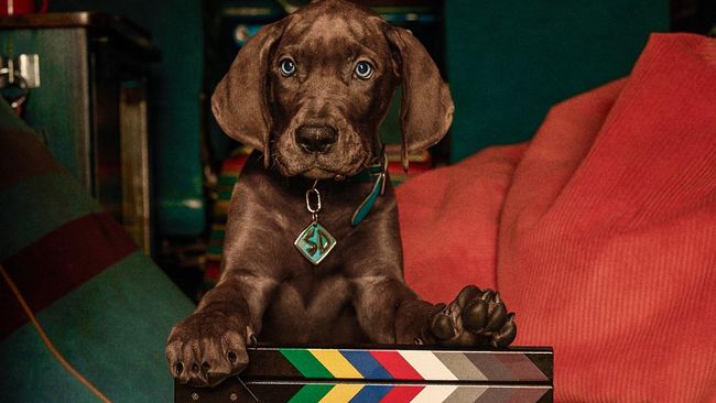Live action Scooby-Doo: Origins dilaporkan rampung menjalani syuting. Serial tersebut dijadwalkan akan tayang secara global di layanan streaming Netflix pada 2027.