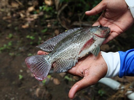 Ikan Nila Hitam jadi Ancaman di Negara Tetangga RI, Ini Bahayanya