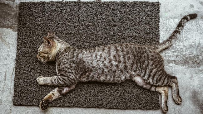 Kenapa ekor kucing sering kali bergerak saat tidur? Apakah mereka belum tertidur lelap? Ini dia penjelasannya.