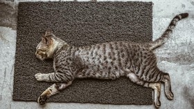 Kenapa ekor kucing sering kali bergerak saat tidur? Apakah mereka belum tertidur lelap? Ini dia penjelasannya.