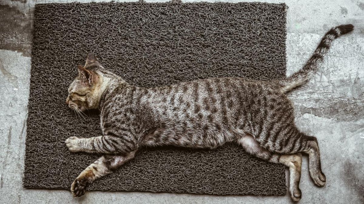 Kenapa Ekor Kucing Bergerak Saat Tidur? Ini Alasannya