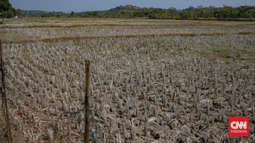 Ribuan Titik di RI Tak Diguyur Hujan Lebih dari 2 Bulan Imbas El Nino