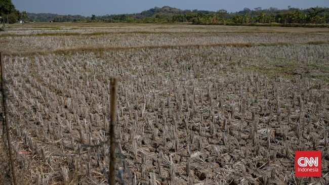 BMKG melaporkan fenomena El Nino 2026 menyebabkan 1.637 titik di Indonesia mengalami hari tanpa hujan ekstrem.