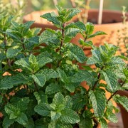 7 Tanaman Herbal yang Bisa Ditanam di Halaman Rumah