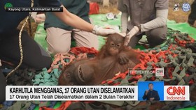 Karhutla Mengganas, 17 Orang Utan Diselamatkan