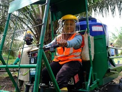 Kisah Perempuan Tangguh di Kebun Solok Selatan dan Harapan Keluarga