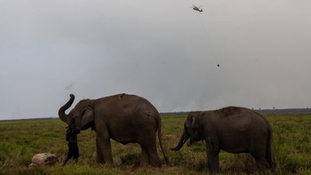 Habitat Gajah Terancam Kebakaran Hutan di Padang Sugihan