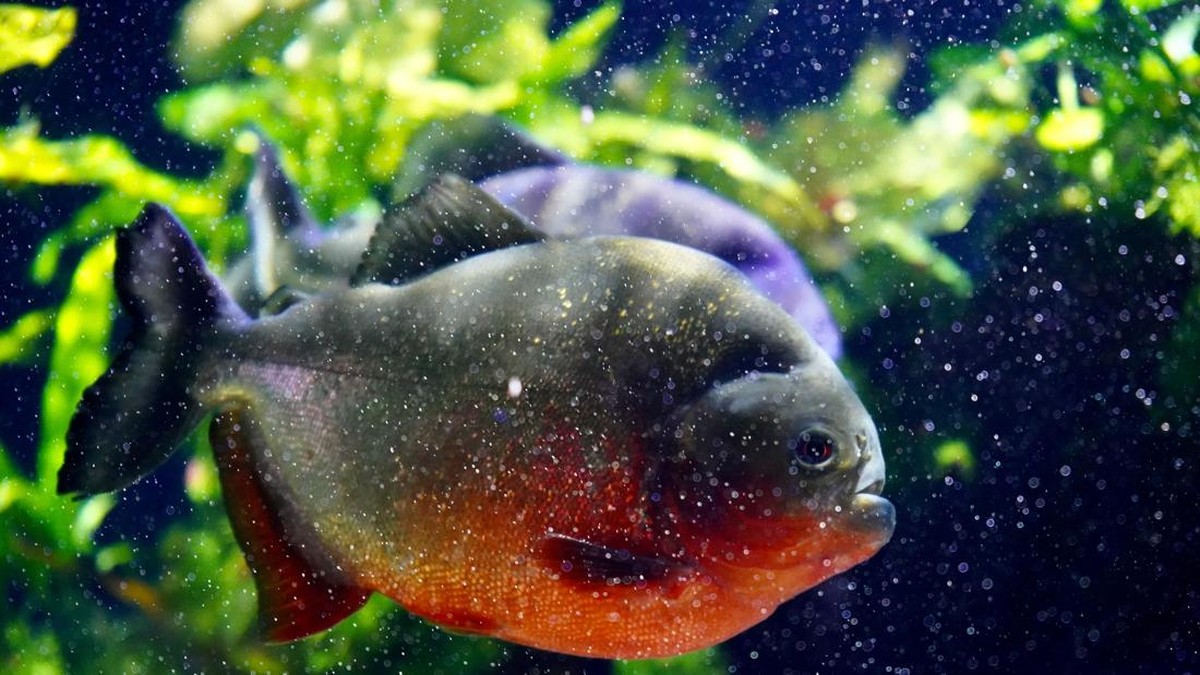 Heboh Piranha di Perairan di Malaysia, Warga Diminta Tenang