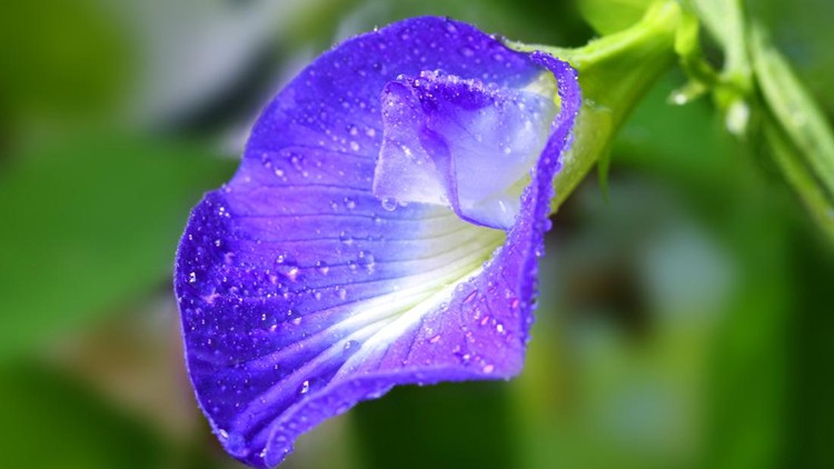 Clitoria ternatea or Aparajita flower of Indian subcontinent