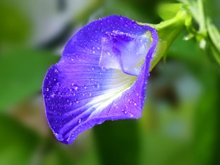 Bunga Telang, Si Cantik Berwarna Biru dengan Segudang Manfaat
