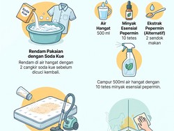 Infografis: Cara Menghilangkan Bau Pipis Kucing yang Membandel