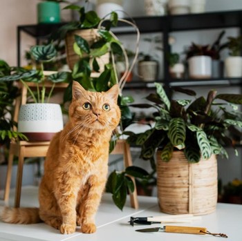 5 Tanaman Hias yang Aman untuk Kucing, Salah Satunya Palem Bambu