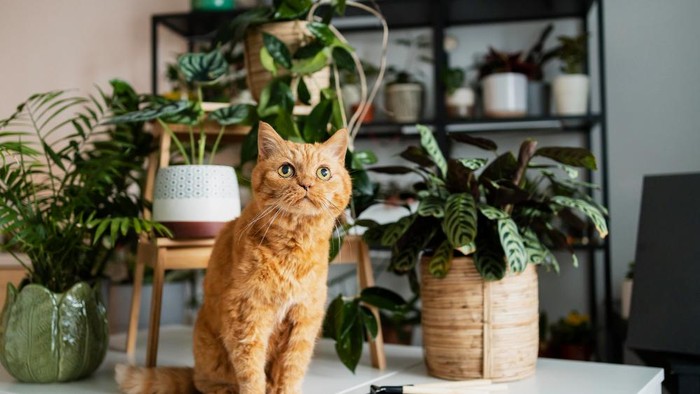 5 Tanaman Hias yang Aman untuk Kucing, Salah Satunya Palem Bambu