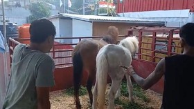 Seekor kuda putih kurus di Canggu, Bali, yang viral karena kondisinya memprihatinkan, dilaporkan mati. Kuda itu diduga korban eksploitasi untuk pariwisata.