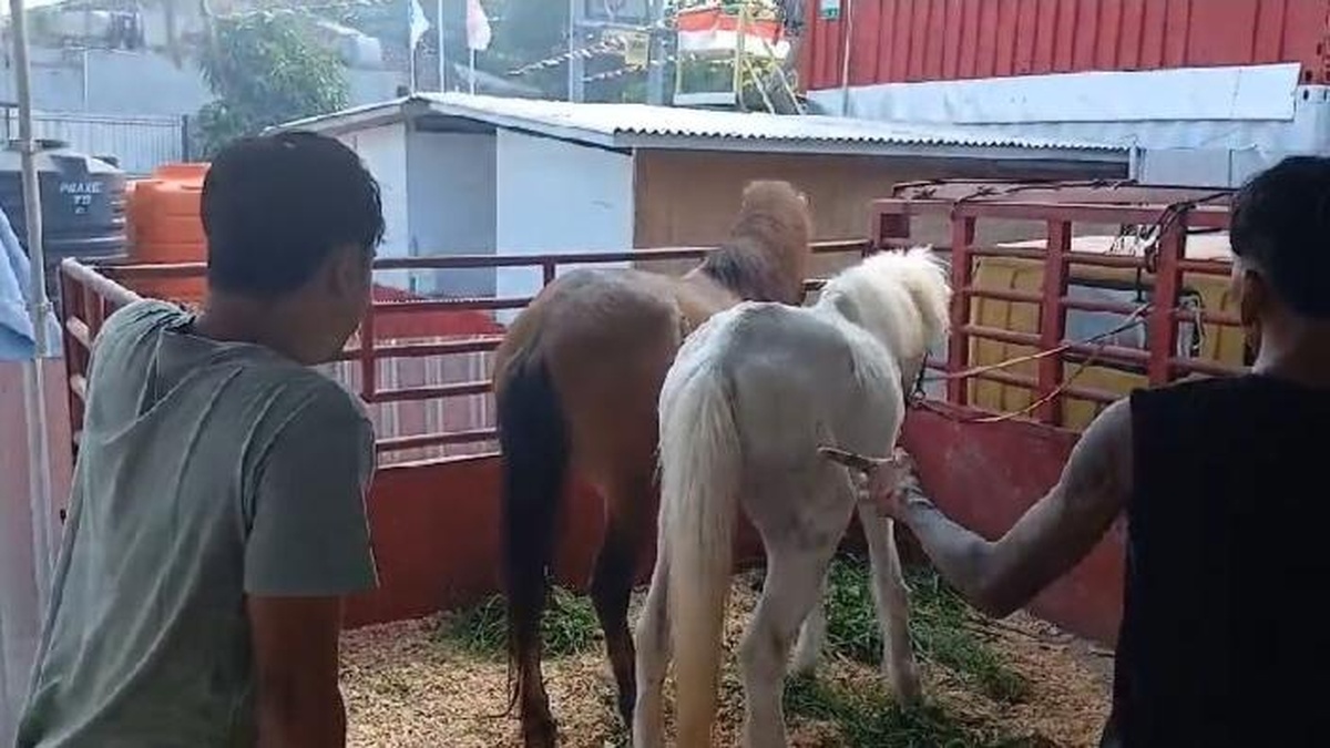 Tragis, Kuda Putih Korban Wisata Canggu Mati